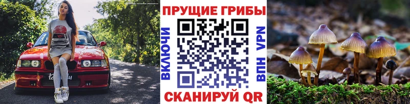 магазин продажи наркотиков  Светлоград  Галлюциногенные грибы Magic Shrooms 